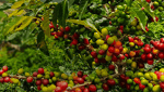 senseo over senseo tips inspiratie van koffieboon naar koffiepad verbouwen en oogsten